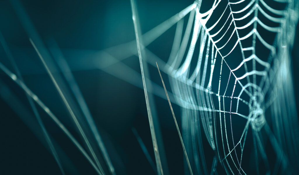 Undvikd misstagen inom inbound marketing (bild på spindelväv)